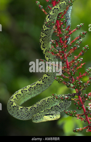Nero screziato Palm Pitviper Snake Bothriechis nigroviridis Costa Rica Foto Stock