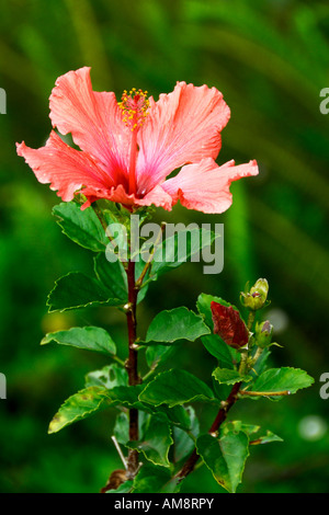 Bel rosso Hibiscus Hibiscus coccineus fioritura nei primi giorni di novembre a Maui Hawaii USA Foto Stock