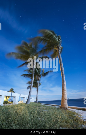 Le palme nel vento Foto Stock