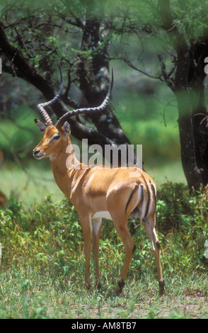 Impala maschio Foto Stock