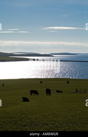 dh Aberdeen Angus bovini di manzo UK bovini di manzo scozzesi e. Scapa flusso mucca nera pascolo in un campo orkney agricoltura Campi di Scozia Foto Stock