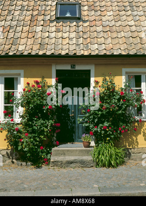 Cottage con rose rosse attorno alla porta, su Adelgatan, Lund Skåne, Svezia. Foto Stock