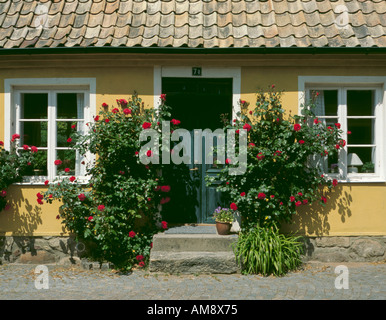 Cottage con rose rosse attorno alla porta, su Adelgatan, Lund Skåne, Svezia. Foto Stock