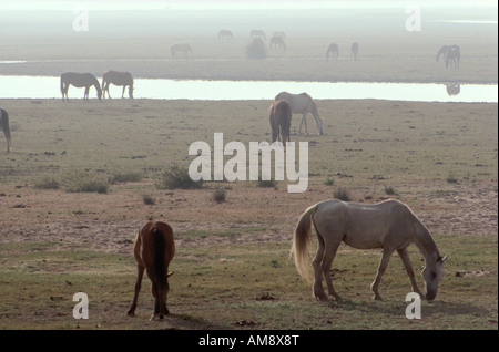 Cavalli al pascolo nei pressi di El Rocio, provincia di Huelva. Il sud della Spagna Foto Stock