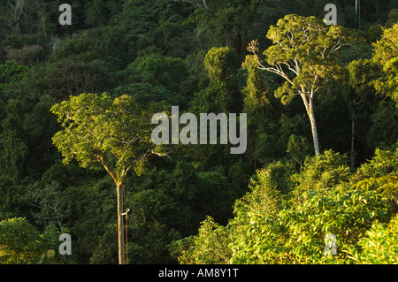 Tree Climbing nella foresta pluviale tropicale su un dado Brasile tree (Bertholletia excelsa). Foto Stock