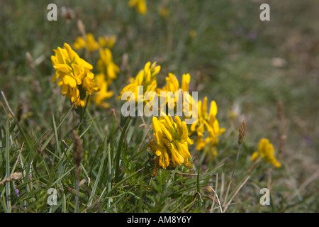 Dyer s greenweed Genista tinctoria in fiore Foto Stock