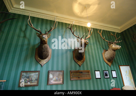 Tre teste di cervi su una parete di hotel Foto Stock