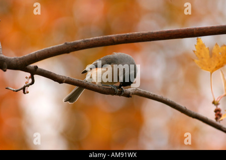 Cincia tufted appollaiato sul ramo di sementi di cracking autunno Foto Stock