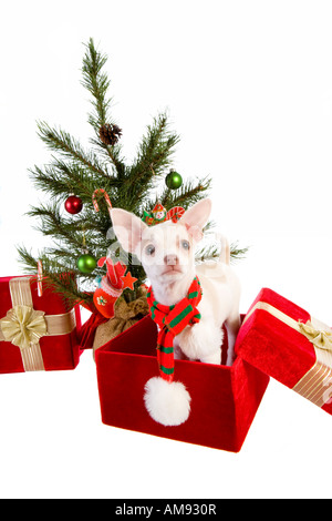 Carino il Natale Chihuahua cucciolo sotto albero di Natale all'interno della confezione regalo che indossa una sciarpa isolati su sfondo bianco Foto Stock