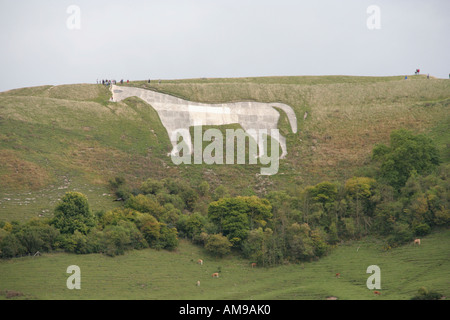 Westbury hill white horse chalk carving wiltshire Southern England Regno unito Gb Foto Stock