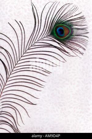 Peacock feather con configurazione ad occhio su sfondo di pattern Foto Stock