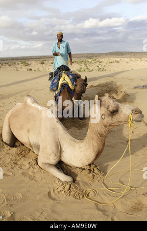 Una guida prepara i cammelli stanno per essere utilizzati durante un safari sul cammello nel deserto del Thar in Rajasthan, India. Foto Stock