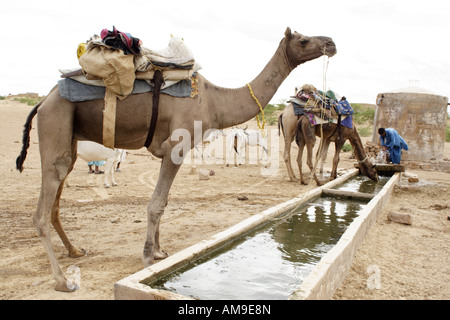 Cammelli drink da un canale nel deserto del Thar in Rajasthan, India. Foto Stock