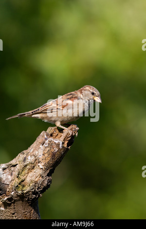 Casa passero Passer domesticus appollaiato sul ramo con un bel al di fuori della messa a fuoco lo sfondo potton bedfordshire Foto Stock