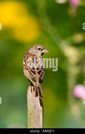 Femail casa passero Passer domesticus appollaiato sulla scherma di castagne con bello sfondo disinnescare potton bedfordshire Foto Stock