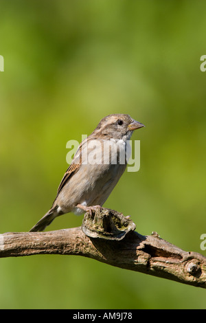 Femail casa passero Passer domesticus appollaiato sul ramo con bello sfondo disinnescare potton bedfordshire Foto Stock