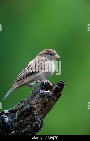 Femail casa passero Passer domesticus appollaiato sul ramo con bello sfondo disinnescare potton bedfordshire Foto Stock