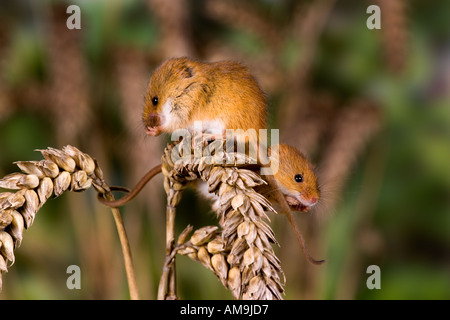 Harvest mouse Micromys minutus due topi su frumento orecchio potton alimentazione bedfordshire Foto Stock