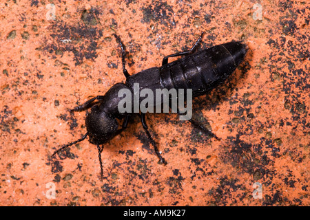 Diavoli a cavallo dei pullman Ocypus olens su vecchie piastrelle potton bedfordshire Foto Stock