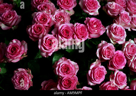 Un ritratto di alcuni le rose rosa visto nel bel bouquet Foto Stock