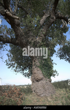 Nativo di inglese nero pioppo Populus nigra, Butley, Suffolk, Inghilterra Foto Stock