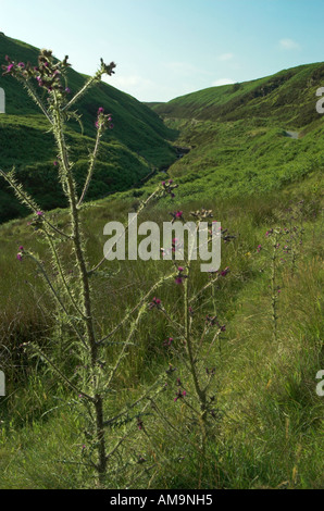 Thistle in Goyt Valley Foto Stock