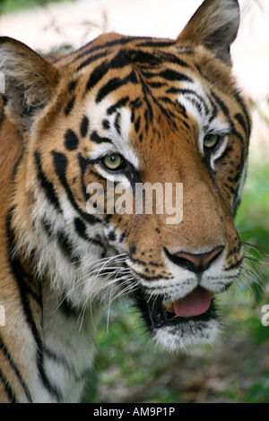 Questo tiger (Panthera tigris) è stato fotografato all'interno dell'Bannerghatta National Park. Foto Stock