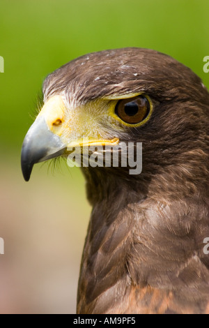 Harris Hawk Foto Stock