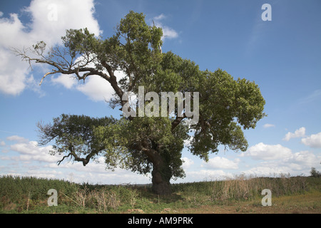 Nativo di inglese nero pioppo Populus nigra, Butley, Suffolk, Inghilterra Foto Stock