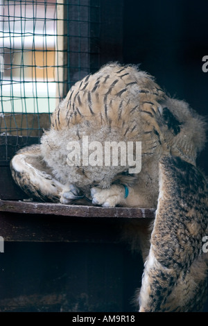 Milky Gufo reale dormire Foto Stock