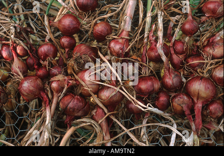 Organici di cipolle rosse , Norfolk , Inghilterra Foto Stock