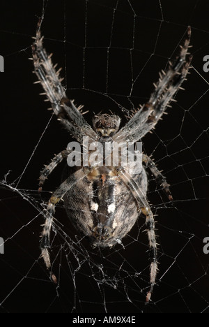 Spider la filatura di un nastro Foto Stock