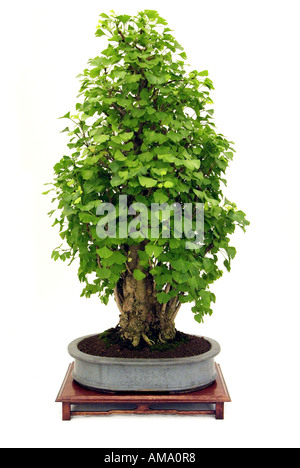 Maidenhair ginkgo biloba candela style 1948 bonsai bonzai cinese cina giappone giapponese orientale orientale orientale orient Foto Stock