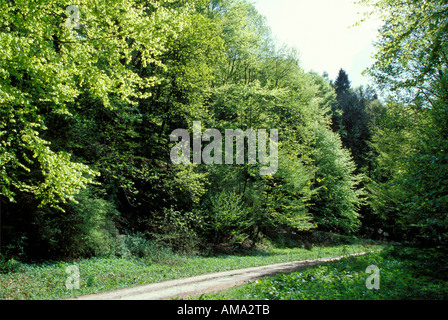 Strada a primavera Foto Stock