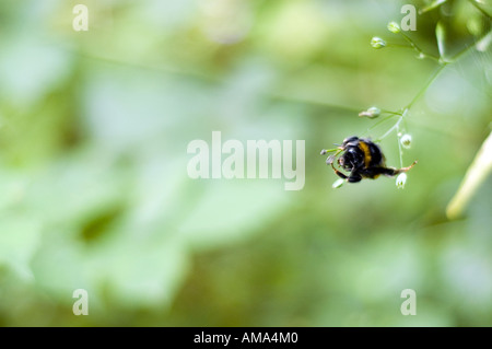 Dead bee catturati in una tela di ragno Foto Stock