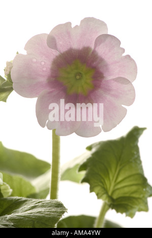 Primrose Primula obconica Foto Stock