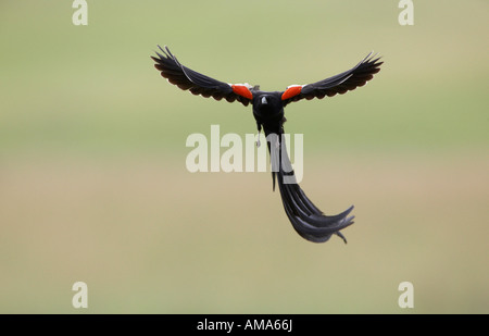 Long-tailed vedova volo territoriale (Euplectes progne) Foto Stock