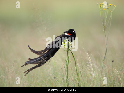 Long-tailed vedova Bird (Euplectes progne) Foto Stock