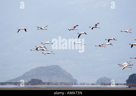 Fenicotteri volare sopra il Lago Natron Foto Stock