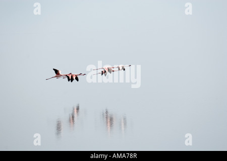 Fenicotteri volare sopra il Lago Natron Foto Stock