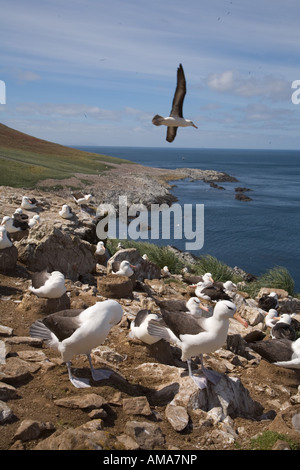 Nero-browed albatross mal intorno la più grande colonia di black-browed albatross nel mondo Foto Stock