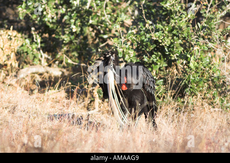 Massa meridionale Hornbill (bucorvus leadbeateri) preening le sue piume, Sud Africa Foto Stock