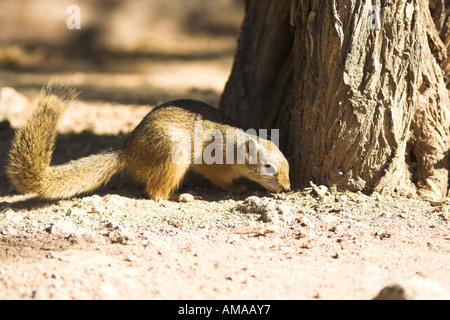 Smith's Bush scoiattolo (paraxrus cepapi) Sud Africa Foto Stock