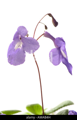 Streptocarpus saxorum Foto Stock