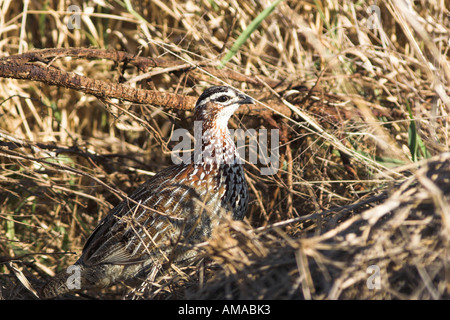 Crested Francolin (dendroperdix sephaena) Sud Africa Foto Stock