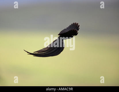 Long-tailed vedova volo territoriale (Euplectes progne) Foto Stock