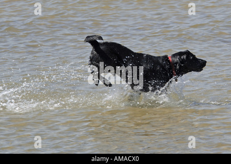 Un labrador nero riproduzione di recuperare la sfera dal mare godendo di se stesso Foto Stock