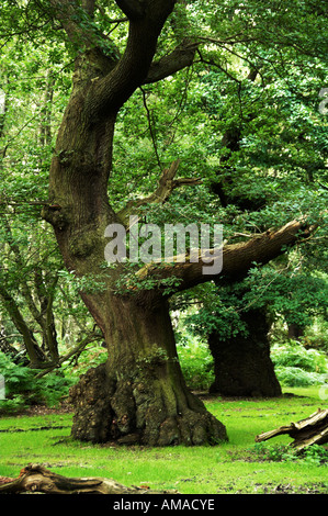 Vecchi alberi di quercia Cannock Chase Foto Stock