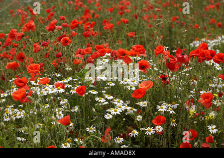 Field poppies and Daisies Foto Stock