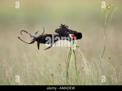 Long-tailed vedova (Euplectes progne) Foto Stock